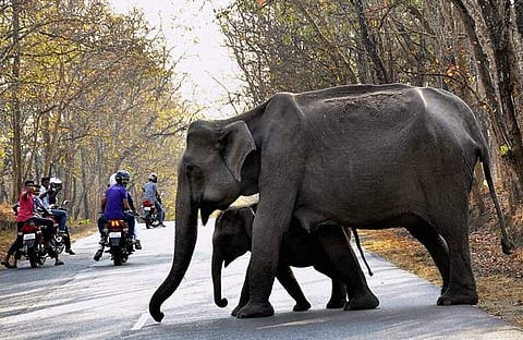 മുത്തങ്ങ, പിടിഐ