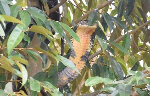 മരത്തില്‍ കയറിയ രാജവെമ്പാല