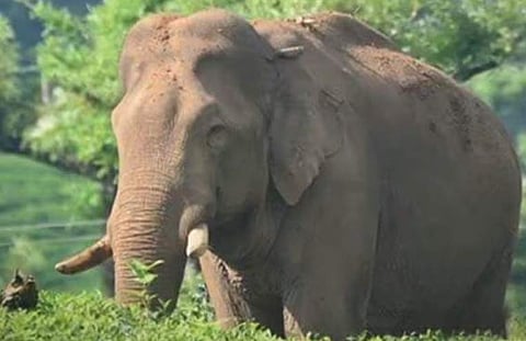 അരിക്കൊമ്പൻ/ ഫയല്‍ ചിത്രം