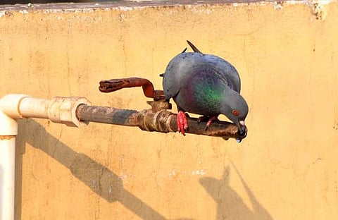 കടുത്ത ചൂടില്‍ പൈപ്പില്‍ നിന്ന് വെള്ളം കുടിക്കുന്ന പ്രാവ്, ഫയല്‍/ എക്‌സ്പ്രസ്‌