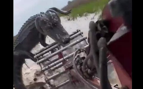 കൊയ്ത്തു യന്ത്രത്തിന്റെ ബ്ലേഡിൽ കടിച്ചുവലിക്കുന്ന മുതലയുടെ ദൃശ്യം