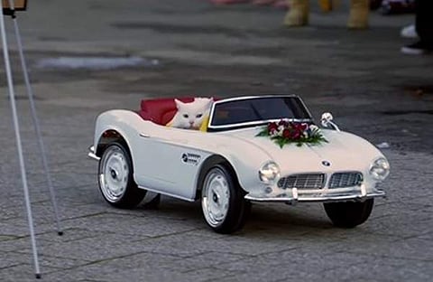 വിവാഹ വേദിയിൽ കാറോടിച്ച് വരുന്ന പൂച്ച/ ചിത്രം ഇൻസ്റ്റാ​ഗ്രം