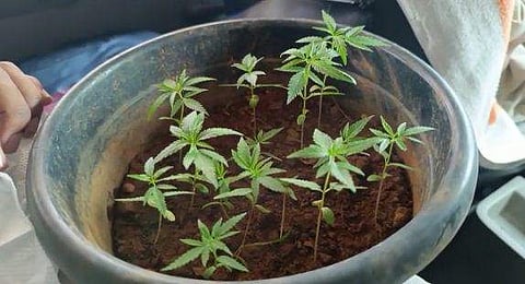 ചെടിച്ചട്ടിയിൽ കഞ്ചാവ് വളർത്തിയവർ പിടിയിൽ