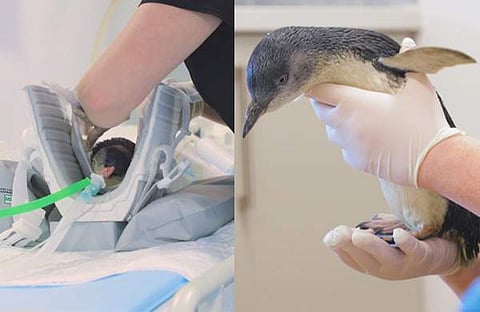 പെൻ​ഗ്വിനെ സ്കാനിങ്ങിന് വിധേയമാക്കുന്നു/ വിഡിയോ സ്ക്രീൻഷോട്ട്