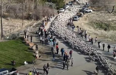 ഹൈവേയിൽ ആടുകളുടെ മാർച്ച്/ ചിത്രം സ്ക്രീൻഷോട്ട്