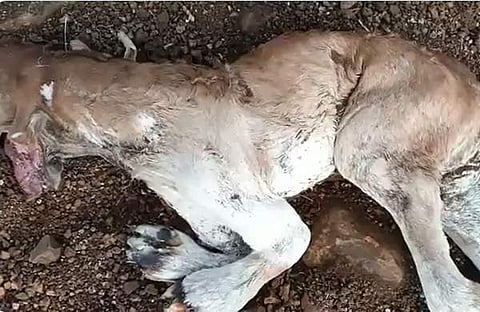 സിംഹവുമായി രൂപസാദൃശ്യമുള്ള പശുക്കിടാവിന്റെ ദൃശ്യം