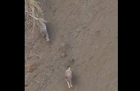 ഇരയ്ക്ക് പിന്നാലെ കുതിക്കുന്ന ഹിമപ്പുലിയുടെ ദൃശ്യം