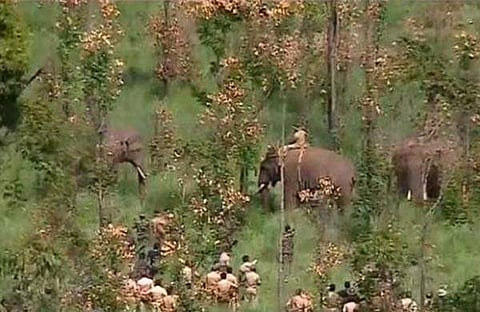 അരിക്കൊമ്പന്‍ താപ്പാനകളുടെ നിയന്ത്രണത്തില്‍/ടിവി ദൃശ്യം