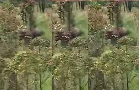 മയക്കുവെടിയേറ്റ അരിക്കൊമ്പന്‍ മുന്നോട്ടുനീങ്ങുന്നതിന്റെ വിഡിയോ ദൃശ്യം