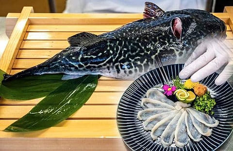 പഫർ ഫിഷ്/ ചിത്രം: എഎഫ്പി