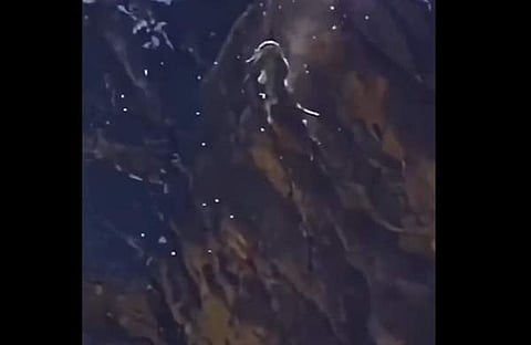 ഇരയുമായി ഹിമപ്പുലി താഴേക്ക്, സ്‌ക്രീന്‍ഷോട്ട്