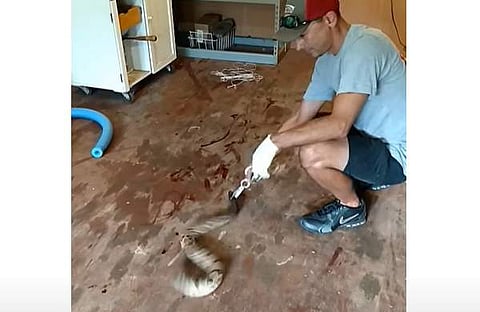 'തലയില്ലാത്ത' പാമ്പ് യുവാവിന് നേരെ തിരിയുന്ന ദൃശ്യം