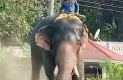 ദേശീയ പാതയില്‍ ഇടഞ്ഞ ശ്രീകൃഷ്ണപുരം വിജയ് എന്ന ആന/ ടെലിവിഷന്‍ ചിത്രം