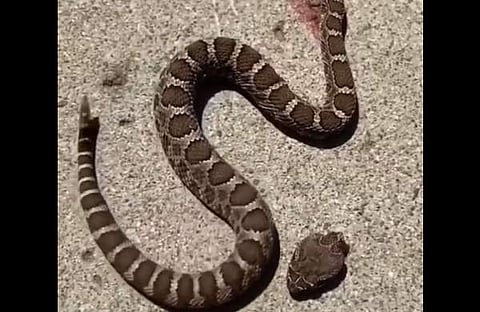 തലയില്ലാത്ത പാമ്പിന്റെ ദൃശ്യം