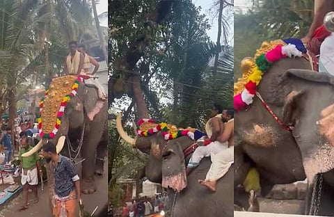 ഉത്സവത്തിന് എഴുന്നള്ളിപ്പിക്കുന്നതിനിടെ ചാക്ക പറിക്കുന്ന ആന/ ചിത്രം വിഡിയോ സ്ക്രീൻഷോട്ട്