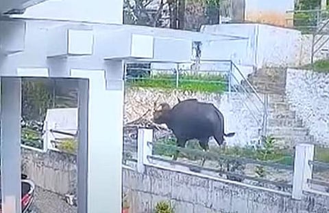 കണമലയിലെ കാട്ടുപോത്തിന്റെ സിസിടിവി ദൃശ്യം