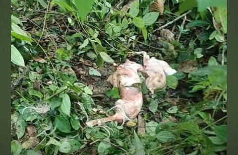 ആടിനെ കടിച്ചു കൊന്ന നിലയിൽ/ ടിവി ദൃശ്യം