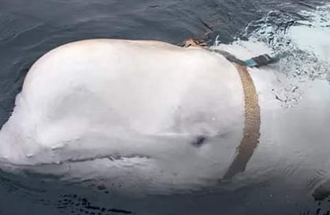 സ്വീഡന്‍ തീരത്ത് പ്രത്യക്ഷപ്പെട്ട ബെലൂഗ തിമിംഗലം