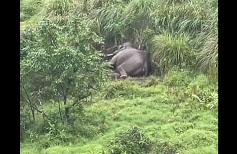 അരിക്കൊമ്പന്റെ ഉറക്കം/ വീഡിയോ ദൃശ്യത്തിൽ നിന്ന്