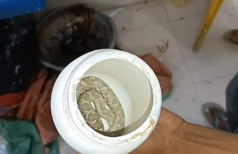 കടിച്ച പാമ്പിനെ ബോക്‌സിലാക്കിയ നിലയില്‍, വീഡിയോ സ്‌ക്രീന്‍ഷോട്ട്‌