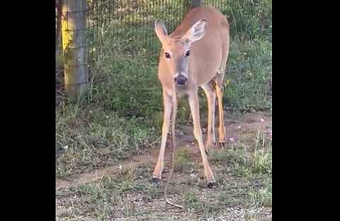പാമ്പിനെ മാൻ തിന്നുന്നു/ വീഡിയോ ദൃശ്യത്തിൽ നിന്ന്