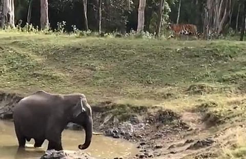 കടുവയും കാട്ടാനയും നേര്‍ക്കുനേര്‍ നില്‍ക്കുന്ന ദൃശ്യം