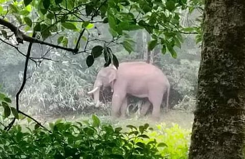 അരിക്കൊമ്പൻ, സ്ക്രീൻഷോട്ട്