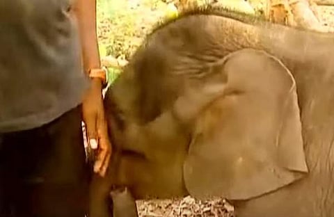 കൃഷ്ണ വനപാലകർക്കൊപ്പം/ ടെലിവിഷൻ ദൃശ്യം