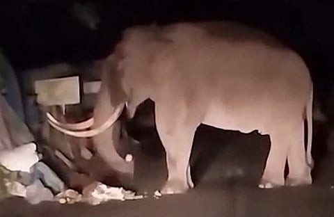 പടയപ്പ പെട്ടിക്കട തകർന്ന് ഭക്ഷണസാധനങ്ങൾ കഴിക്കുന്നു/ വിഡിയോ സ്ക്രീൻഷോട്ട്