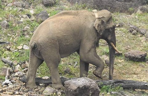 അരിക്കൊമ്പന്‍/ഫോട്ടോ: ഫെയ്സ്ബുക്ക്