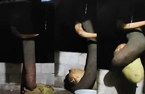 വരാന്തയിലുണ്ടായിരുന്ന ചക്ക ആന എടുക്കുന്നു/ ടെലിവിഷൻ സ്ക്രീൻഷോട്ട്