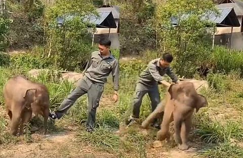 ആനക്കുട്ടിക്കൊപ്പം കളിക്കുന്ന വനം വകുപ്പ് ഉദ്യോ​ഗസ്ഥൻ/ വിഡിയോ സ്ക്രീൻഷോട്ട്