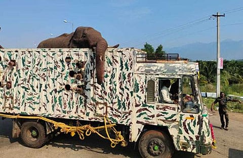 അരിക്കൊമ്പൻ/ എക്സ്പ്രസ് ചിത്രം