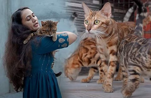 അനു ജോസഫ് പൂച്ചകൾക്കൊപ്പം/ വിഡിയോ സ്ക്രീൻഷോട്ട്