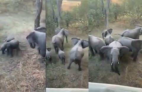 സിംഹങ്ങളിൽ നിന്നും ചെറുത്തു നിന്ന് ആനക്കൂട്ടം/ ട്വിറ്റർ വിഡിയോ