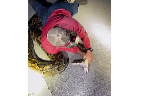 ബര്‍മീസ് പൈത്തണിനെ പിടികൂടുന്ന ദൃശ്യം