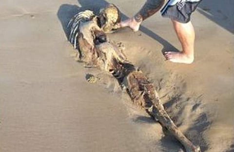 ആറടി നീളമുള്ള അസ്ഥികൂടം/ ട്വിറ്റർ