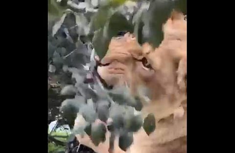 ഇല തിന്നുന്ന സിംഹത്തിന്റെ ദൃശ്യം