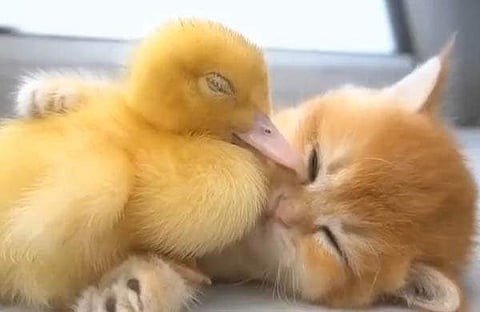 പൂച്ചക്കുട്ടിയും കുഞ്ഞിത്താറാവും/ വിഡിയോ സ്ക്രീൻഷോട്ട്