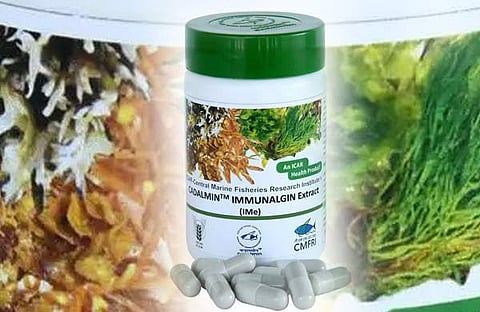 കടൽമീൻ ഇമ്യുണോആൽഗിൻ എക്‌സ്‌ട്രാക്റ്റ്