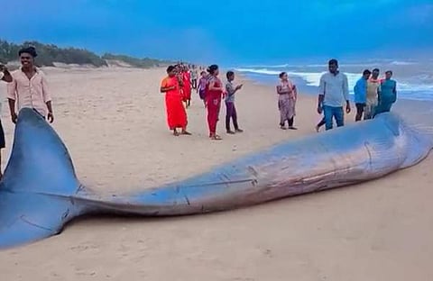 നീല തിമിം​ഗലം കരയ്ക്കടിഞ്ഞപ്പോൾ/ എക്സ്പ്രസ് ചിത്രം