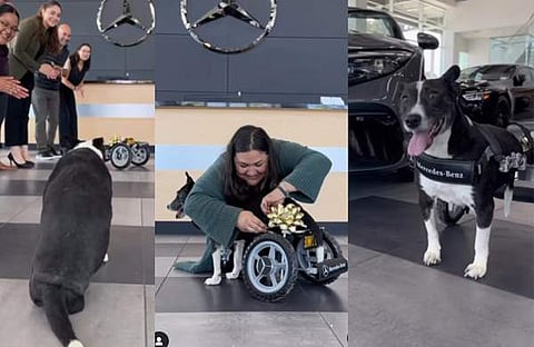 നായയ്‌ക്ക് വീൽചെയറുമായി മെഴ്‌സിഡീസ് ബെൻസ്/ വിഡിയോ സ്ക്രീൻഷോട്ട്
