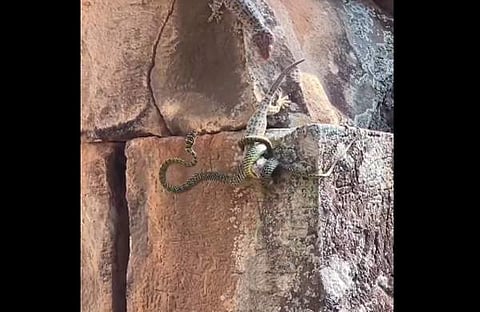 ഓന്തിനെ ചുറ്റിവരിഞ്ഞിരിക്കുന്ന പാമ്പിന്റെ ദൃശ്യം