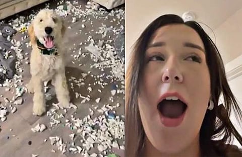 നായക്കുട്ടിയും യുവതിയും/ വിഡിയോ സ്ക്രീൻഷോട്ട്