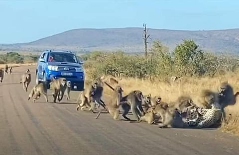വീഡിയോ ദൃശ്യം