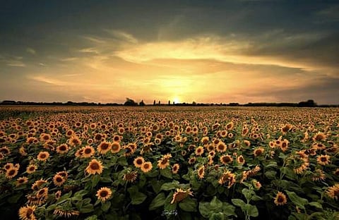 സൂര്യകാന്തി പാടം/ സ്റ്റോക്ക് ഫ്രൂട്ട് ഫാം ഫെയ്‌സ്‌ബുക്ക്