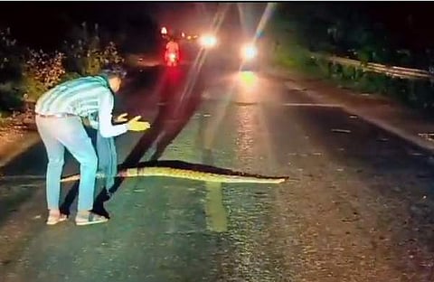 റോഡ് മുറിച്ചു കടക്കാൻ പെരുമ്പാമ്പിനെ സഹായിക്കുന്ന യുവാവിന്റെ ദൃശ്യം