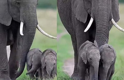 'ഇരട്ടക്കുട്ടികളുടെ അമ്മ'/ വിഡിയോ സ്ക്രീൻഷോട്ട്