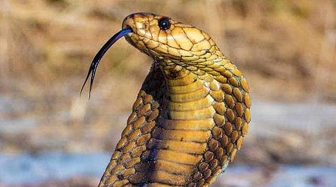 A Baby Cobra was found in classroom at thrissur