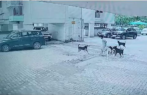 തെരുവുനായ ആക്രമിക്കുന്നതിന്റെ വീഡിയോ ദൃശ്യം